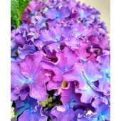 Curly Sparkle Blue Purple